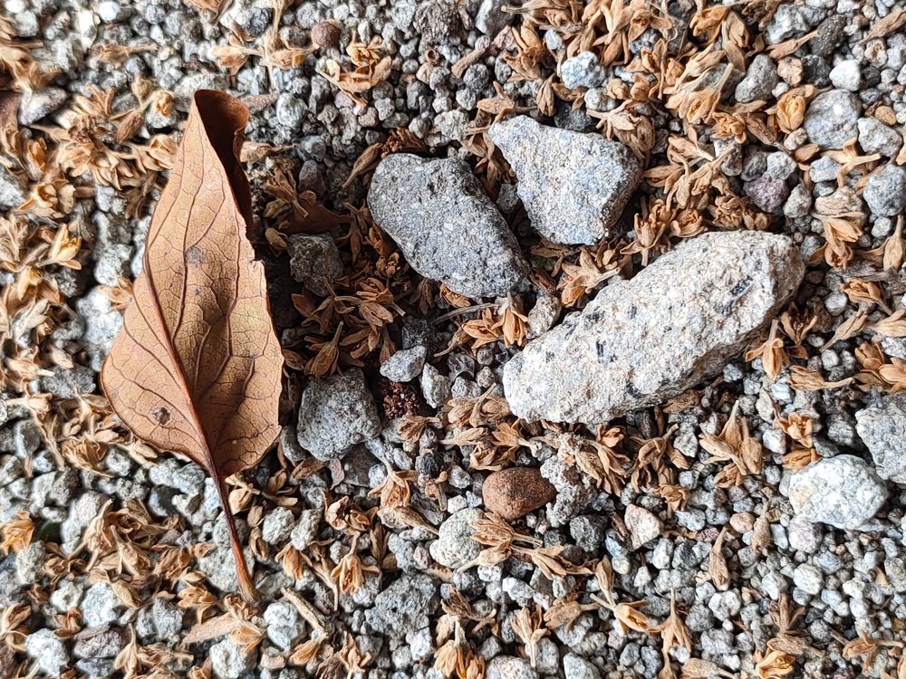 Stones are natural solid materials made of minerals, usually hard and dense. Dry leaves are leaves that have lost their moisture, becoming brittle. They are used in construction and art.